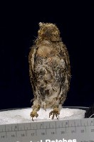 藏品(鵂鶹)的圖片